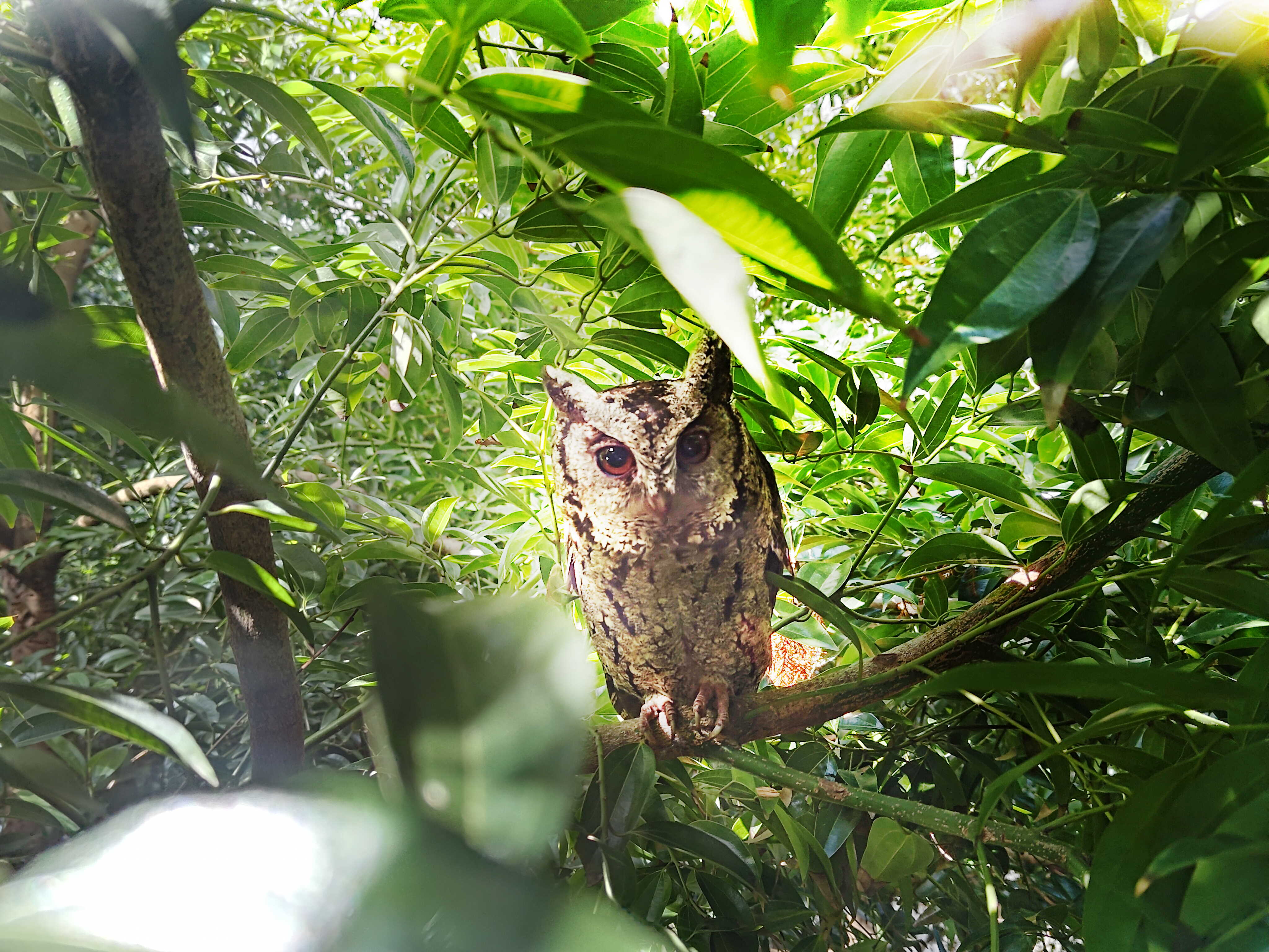 k1体育致力提倡净零绿生活，16年以来在全球各厂区植树逾百万棵，造就各厂区树木蔚然成林，犹如森林工厂，成为许多生物的栖息地